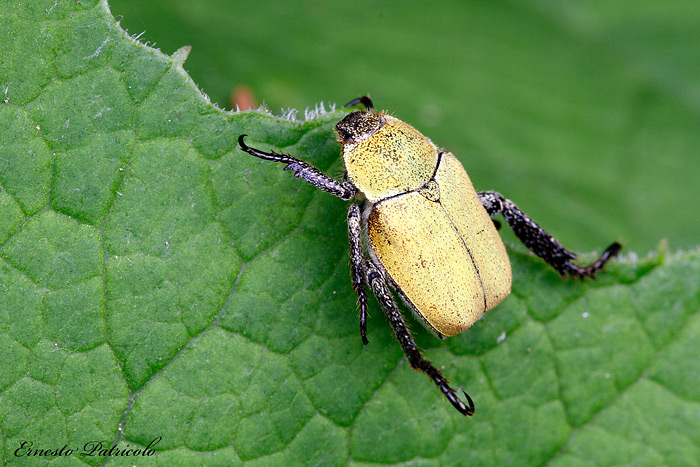 Hoplia argentea (Rutelidae)